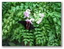 image00089.jpg